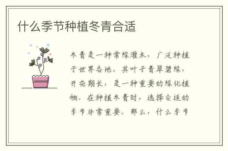 什么季节种植冬青合适